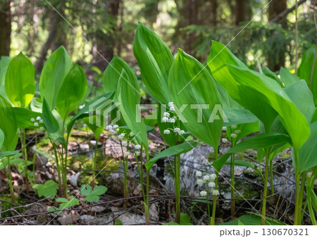 Sunny day in the forest with blooming lily of the valley 130670321