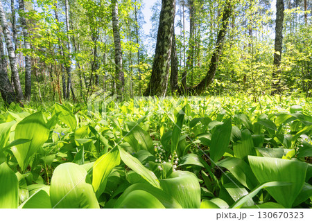 Lily of the valley growing under trees in a sunlit forest 130670323