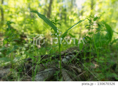 Spring forest with lily of the valley flowers in the foreground Spring forest with lily of the valley flowers in the foreground 130670326