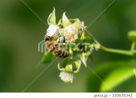 Macro shot of a bee collecting nectar from a flower Macro shot of a bee collecting nectar from a flower 130670341