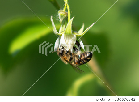 Pollination: bee on a raspberry flower Pollination: bee on a raspberry flower 130670342