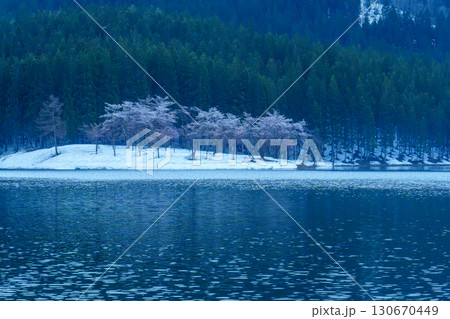 250423津南町中子の桜 250423津南町中子の桜 130670449