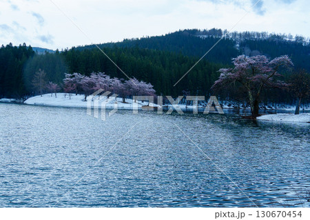 250423津南町中子の桜 130670454