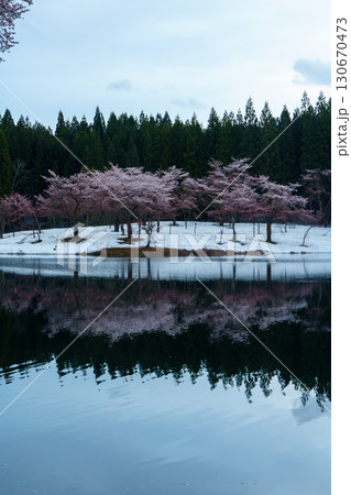 250423津南町中子の桜 250423津南町中子の桜 130670473