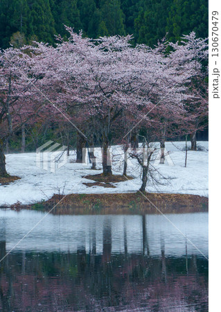 250423津南町中子の桜 130670479