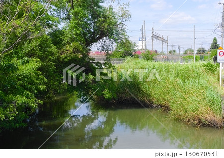 埼玉県越谷市葛西用水路2025年9月 130670531