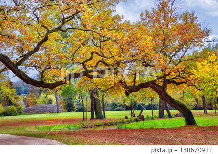 Amazing autumn landscape with old oak trees in Muskau Park. UNESCO World Heritage. Amazing autumn landscape with old oak trees in Muskau Park. UNESCO World Heritage. 130670911