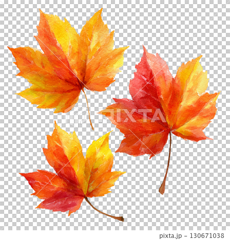 水彩風のカエデの紅葉イラスト　赤と黄色の秋の葉　PNG切り抜き素材 130671038