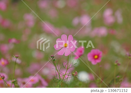 コスモスのある風景 130671152