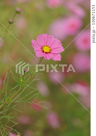 コスモスのある風景 コスモスのある風景 130671153
