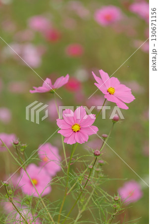 コスモスのある風景 130671156