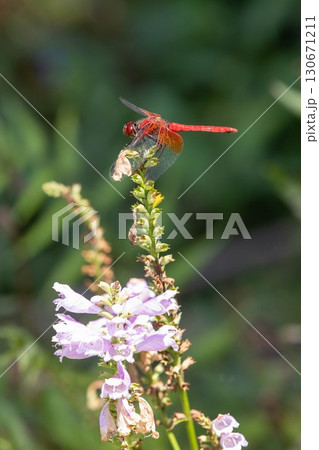 赤とんぼ　アキアカネ 130671211