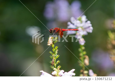 赤とんぼ　アキアカネ 130671212