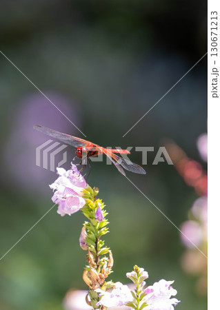 赤とんぼ　アキアカネ 130671213