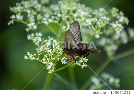花にとまるクロアゲハ 130671221
