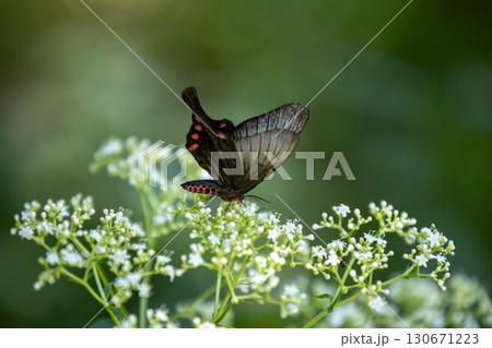 花にとまるクロアゲハ 花にとまるクロアゲハ 130671223