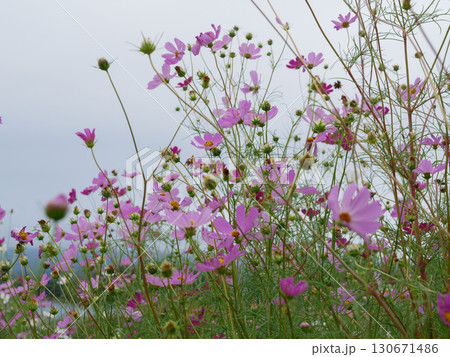 秋の野原に咲くピンク色のコスモスの花 130671486