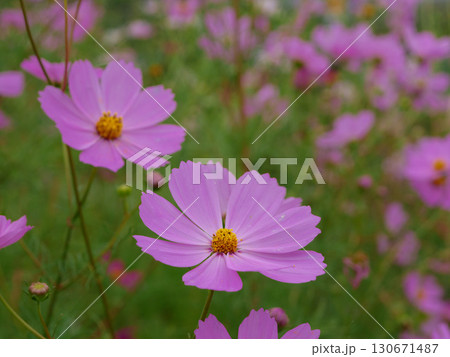 秋の野原に咲くピンク色のコスモスの花 130671487