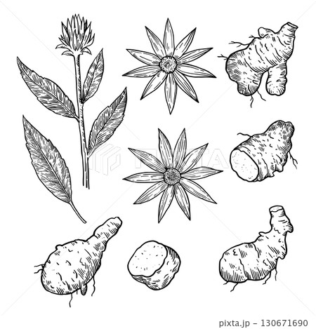 Jerusalem artichoke, Helianthus tuberosus, black and white detailed drawing of tubers and flowers. Isolated design elements. 130671690
