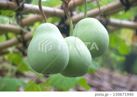 ひょうたん ひょうたん 130671990