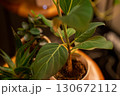 夜の観葉植物 130672112