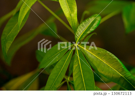 茂ったポトスの葉 茂ったポトスの葉 130672113