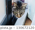 家の中を覗き込む野良猫 130672120
