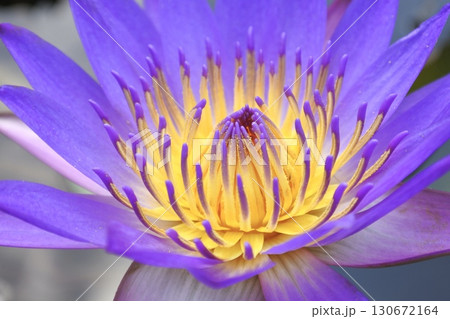 アップの睡蓮 130672164