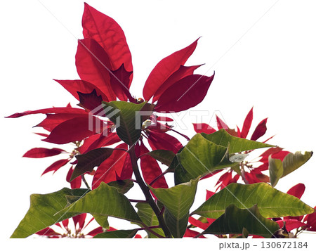 Fairest poinsettia, Christmas star (lat.- Euphorbla pulcherrima) 130672184
