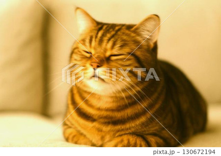 愛嬌たっぷりの猫の表情　ブサかわに癒されるポートレート 130672194