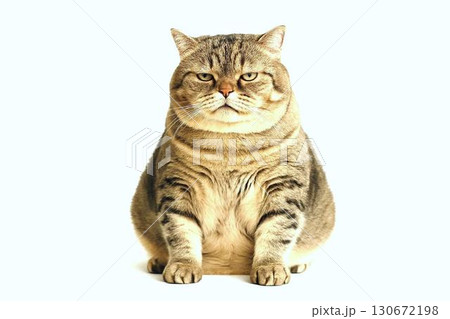 愛嬌たっぷりの猫の表情　ブサかわに癒されるポートレート 130672198