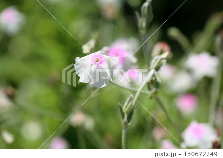 可愛い　フランネルソウの花 130672249