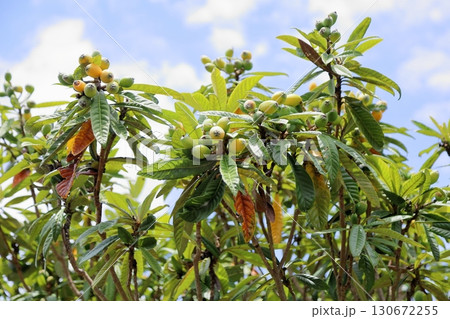 可愛い　ビワの実 130672255