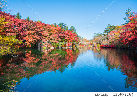 軽井沢・雲場池(秋) 軽井沢・雲場池(秋) 130672264