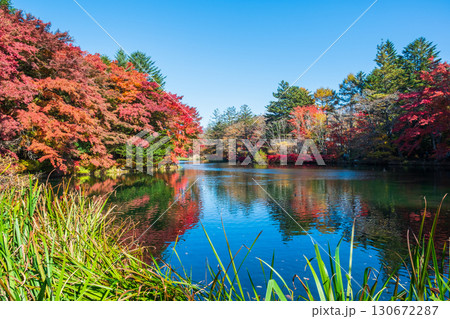 軽井沢・雲場池（秋） 130672287
