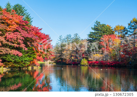 軽井沢・雲場池（秋） 130672305