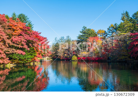 軽井沢・雲場池（秋） 130672309