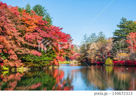 軽井沢・雲場池（秋） 130672313