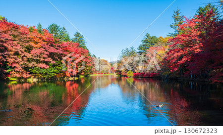 軽井沢・雲場池（秋） 130672323