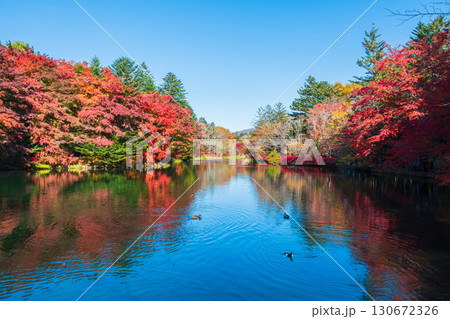 軽井沢・雲場池(秋) 軽井沢・雲場池(秋) 130672326