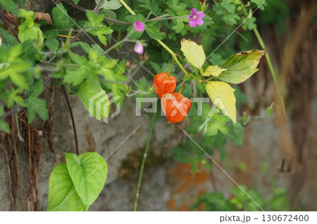 ほうずきの実 ほうずきの実 130672400