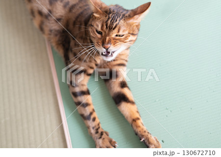嫌な表情をする猫(ベンガルキャット) 嫌な表情をする猫(ベンガルキャット) 130672710