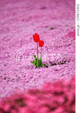芝桜に咲く赤いチューリップ 130672802