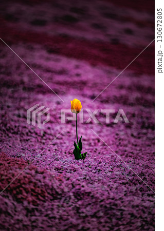 春の彩り ― 芝桜とチューリップの共演 130672805