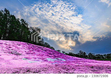 ピンクの絨毯とドラマチックな夕空（えんがる公園） 130672806