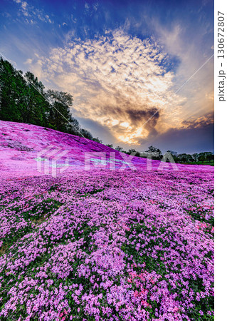 夕暮れに染まる太陽の丘えんがる公園の芝桜 130672807