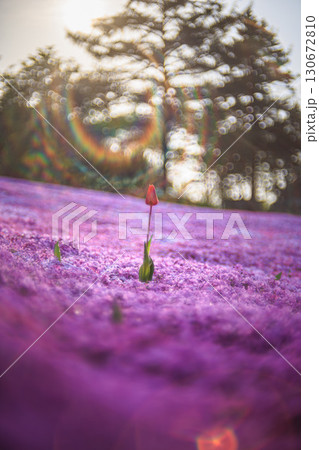 芝桜に包まれた一輪のチューリップ 130672810