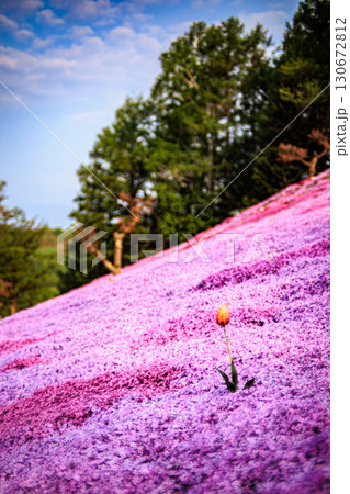 芝桜に包まれた春のチューリップ 芝桜に包まれた春のチューリップ 130672812