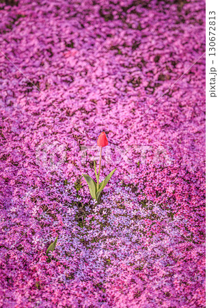 ピンクの大地に映える赤いチューリップ ピンクの大地に映える赤いチューリップ 130672813