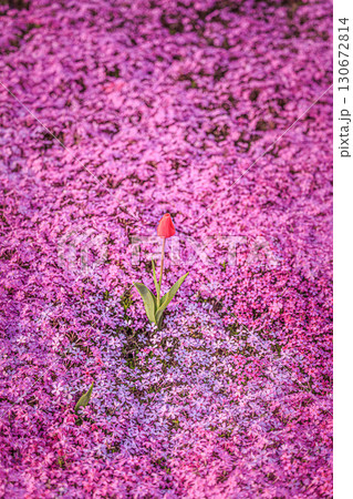 春色のコントラスト ― 芝桜とチューリップ 130672814
